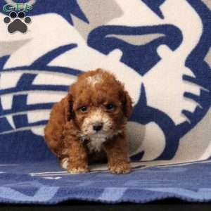 Jolene, Toy Poodle Puppy